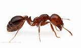 Red Imported Fire Ants