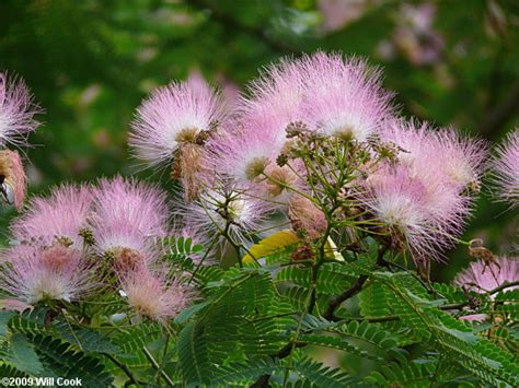 What kind of tree is the mimosa tree? Kalkora Mimosa (Albizia kalkora)