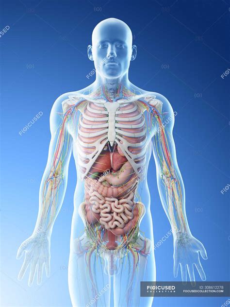 Human Male Anatomy And Internal Organs Model Human Internal Organs