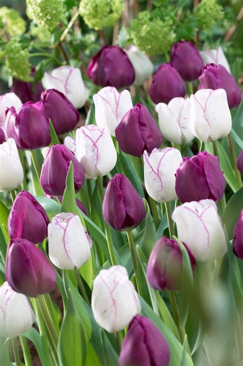 Tulip Purple Passion Collection Amazing Tulip Mixes Dutchgrown
