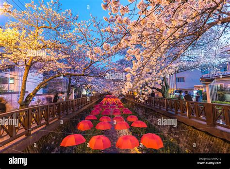 Spring Cherry Blossom Festival At Yeojwacheon Stream At Night Jinhae