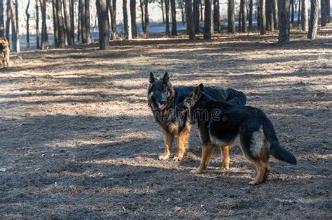 Two Young Dogs Frolic In A Pine Forest A Male And A Female German