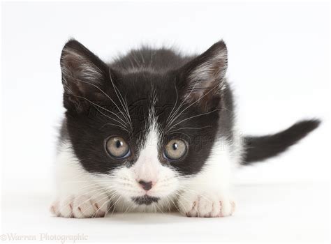 Black And White Kitten Staring Intently Photo Wp42668