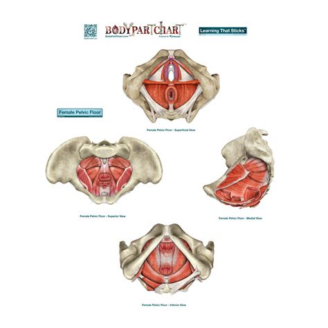 Female Pelvic Floor Decal Shop Fathead Anatomical Images Graphics