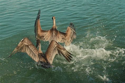 'that's your very own humph that you've brought upon your very own. Florida Fun: Feeding the Fish on Islamorada - Camels ...