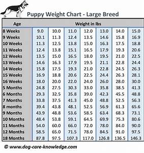 If You Do Not Know How To Train The Biting Routine Out Of Your Canine