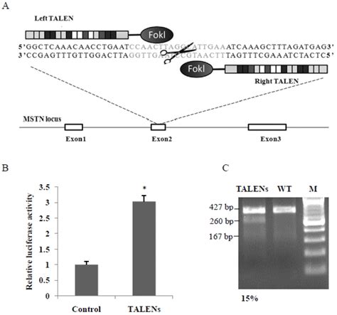 Targeted Editing Of Myostatin Gene In Sheep By Transcription Activator