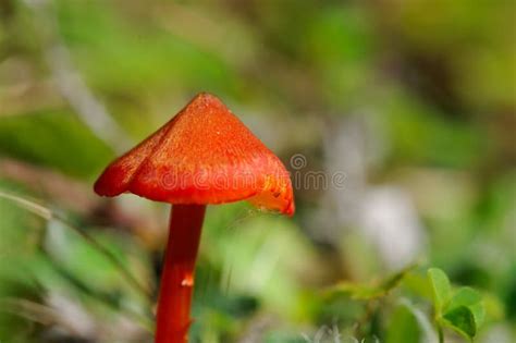 Red Mushroom Stock Photo Image Of Europe Mushroom Nature 33214770