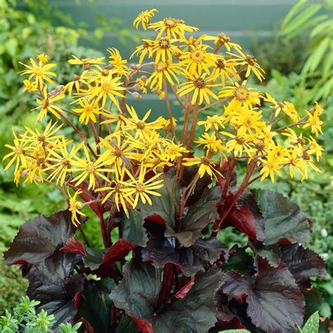 Ligularia dentata 'britt marie crawford'. Ligularia Britt Marie Crawford - J. Parker's | Flowers ...