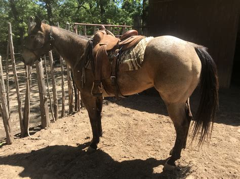 It could be a buckskin. "Oatmeal" Thick Made Buckskin Roan Ranch Gelding