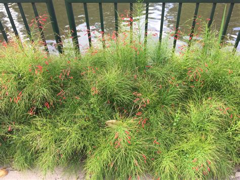 Which popular attractions are close to home garden hotel? Pin by Carol Mazar on Home design | House design, Plants ...