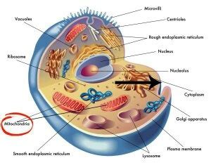 Maybe you would like to learn more about one of these? Which part of the cell is called the powerhouse of the ...