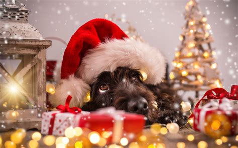 Christmas Pets Wallpapers Top Free Christmas Pets Backgrounds