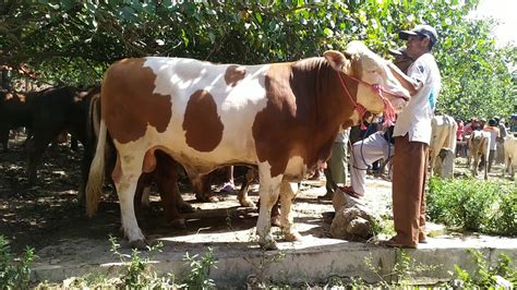 Sapi super di pasar sapi Bondowoso Jawa timur - YouTube