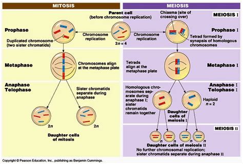 Biologia 6º De Secundaria Mitosis Y Meiosis