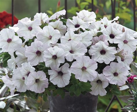 Petunia ‘trilogy Silver Blotch Greenhouse Product News