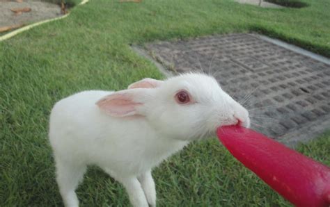 My Rabbit Eating Ice Cream By Xhatsuneuchiha Rukix On Deviantart