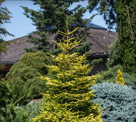 Picea Orientalis Firefly Dwarf Golden Oriental Spruce Kigi Nursery