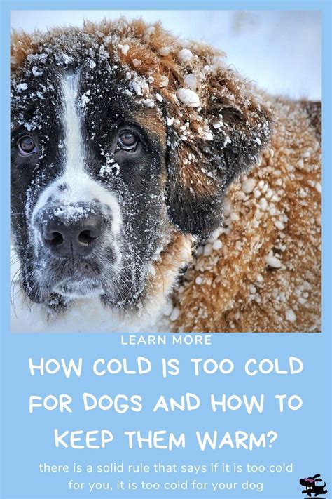 How Cold Is Too Cold For Dogs And How To Keep Them Warm Outside Dogs