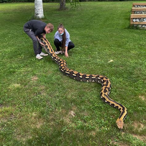 Tony The Retic Python 20ft 300lbs Later Rsnakes