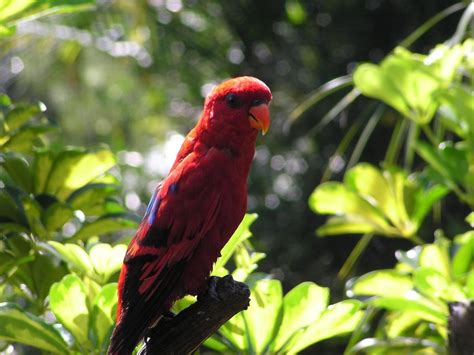 Lory Parrot Bird Tropical 33 Wallpapers Hd Desktop And Mobile