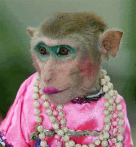 Monkey Makeup Funny Images Funny Png