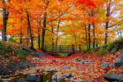 Beautiful Fall Foliage In The Northeast Usa Stock Photo Download