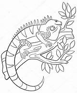 Iguana Coloring Pages Animal sketch template