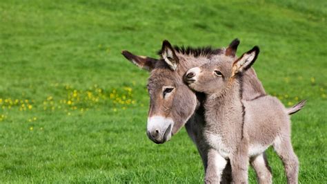 Related Image Cute Donkey Animals Cute Baby Animals