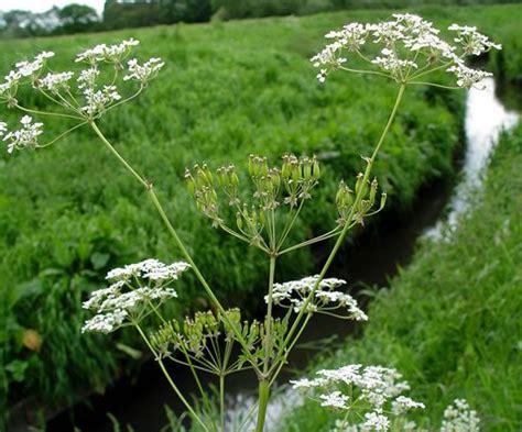 Parsley Cow British Wild Flowers Wildflowers Parsley Dandelion Cow