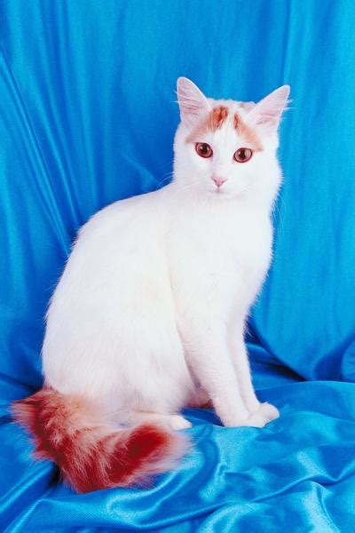 turkish angora cats information facts pictures  wildlife photographs