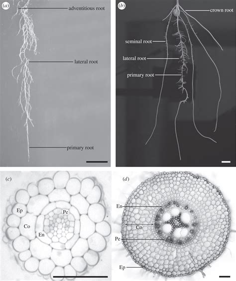 Root System Architecture Insights From Arabidopsis And Cereal Crops Philosophical