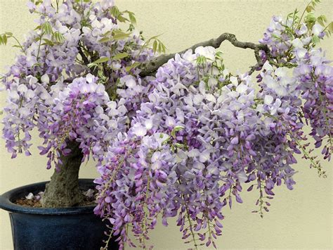 Wisteria Bonsai Flickr Photo Sharing