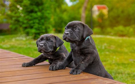 Cane Corso Puppies For Sale 5 Best Breeders In Usa 2022