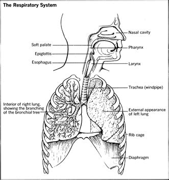 Other diagnostic tests - Physicians and Diagnostic Procedures - blood