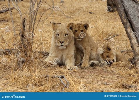 African Lioness With Cubs Stock Photo Image Of Swift 27385802