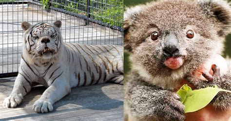 While it is not exactly the same disease as down syndrome, it can leave the animal with similar visual and. These Animals Have Down Syndrome And Are Unbearably Adorable