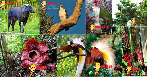 Flora dan fauna merupakan salah satu kekayaan alam yang dapat diperbaharui dan sangat bermanfaat bagi keseimbangan dan alam kehidupan suaka margasatwa yaitu perlindungan yang diberikan kepada fauna yang hampir punah di indonesia. Pengertian Serta Penyebaran Flora Dan Fauna yang ada Di ...