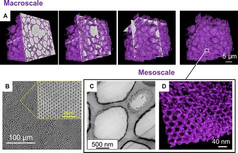 Artificial 3d Hierarchical And Isotropic Porous Polymeric Materials