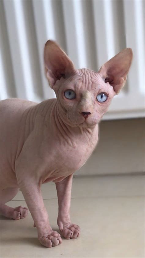 My friend breeds hairless cats and it seems like all of them love to perch on the shoulder. Male sphynx cat | London, East London | Pets4Homes