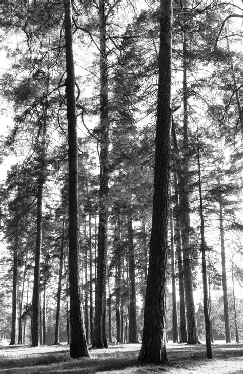 Pines Smithsonian Photo Contest Smithsonian Magazine