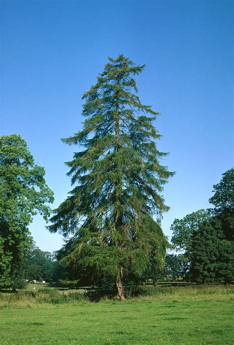 European Larch Tree Photograph By Maurice Nimmoscience Photo Library