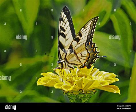 Eastern Tiger Swallowtail Butterfly Papilio Glaucus Linnaeus