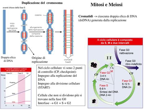 Ppt Cromosomi Mitosi E Meiosi Powerpoint Presentation Free Download Id
