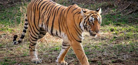 World Tiger Day Threats To The Majestic Cat Wildlife SOS