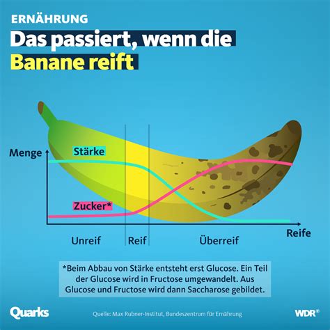 Gelb krumm und heiß diskutiert die Banane