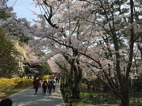 Satunya berada di seoul dan satunya berada di kota yongin. Festival Musim Bunga Sakura (Cherry Blossom) dan Percutian ...