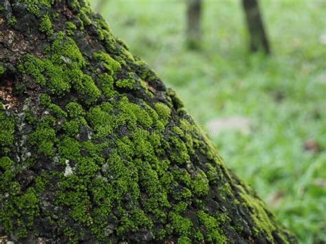 Old Beech Tree Trunk Covered In Thick Soft Mosses Stock Image Image