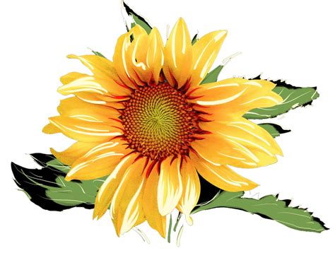 To created add 94 pieces, transparent flower images of your project files with the background cleaned. Sunflowers Watercolor Png & Free Sunflowers Watercolor.png ...