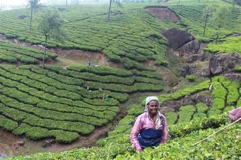 Tea Plantations Of Munnar Kerala Docdivatraveller